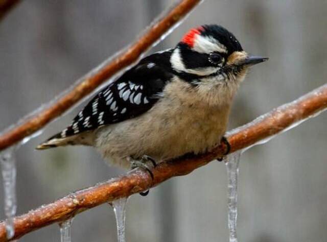 A male downy woodpecker perched on a branch with icicles.

