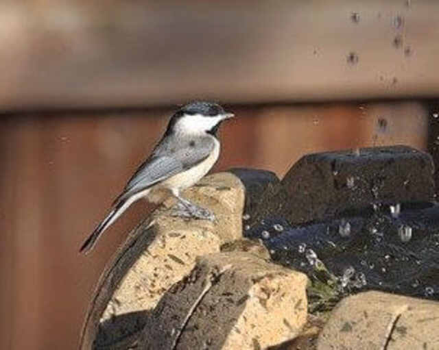 A Gray-headed Chickadee perched on the edge of a water fountain.