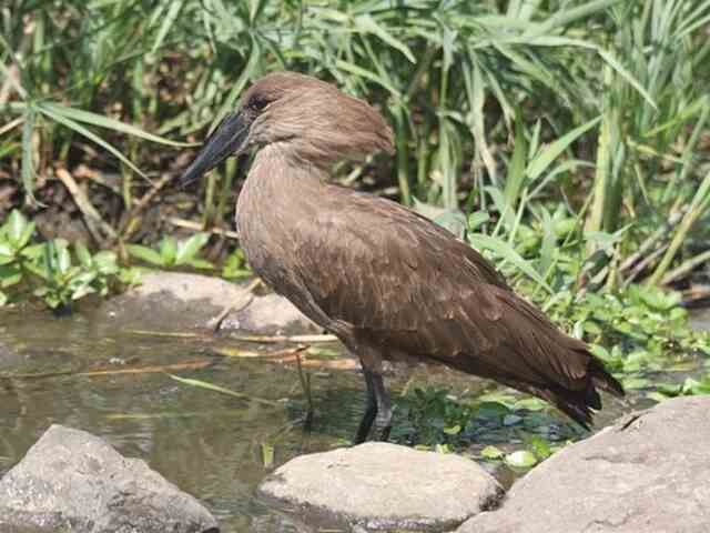 A Hamerkop foraging in a pond.