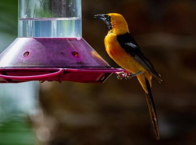 A Hooded Oriole at a hummingbird feeder.