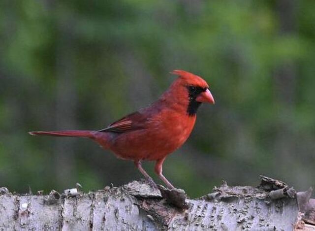 A Northern Cardinal perched on a tree.