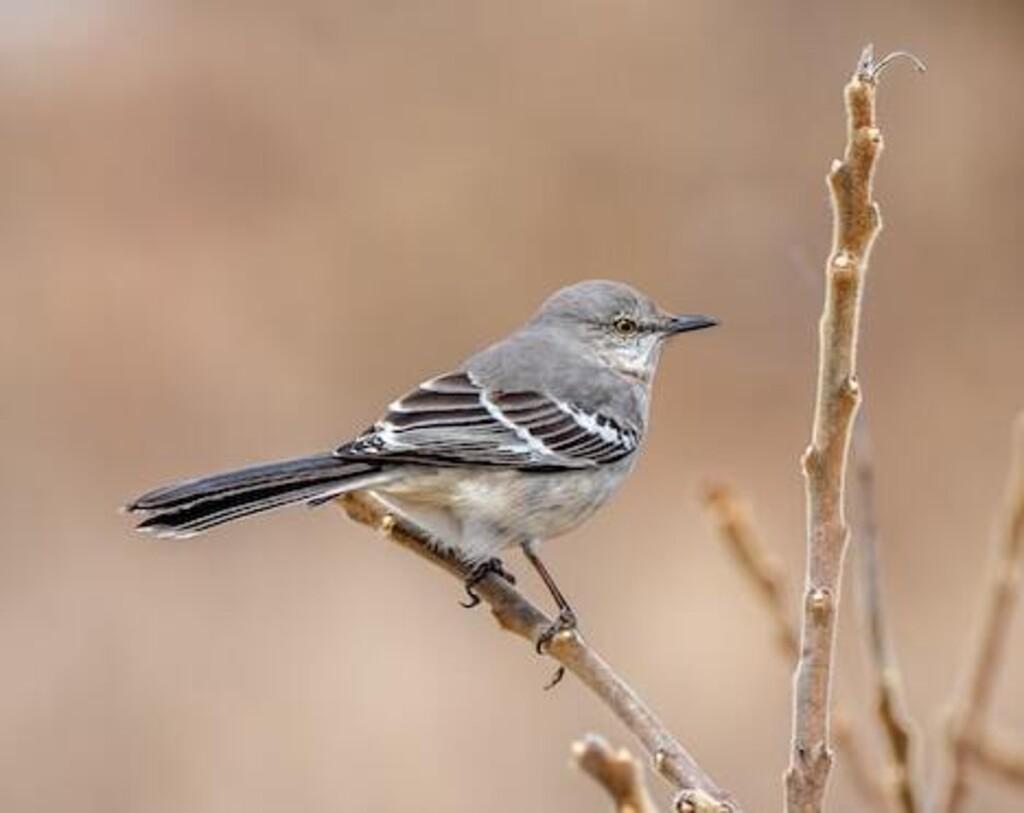 A Northern Mockingbird perched on tree.