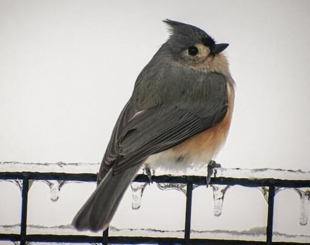A Tufted Titmouse perched on an icy railing.