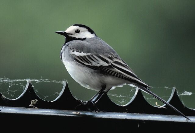 A White Wagtail perched on a roof.