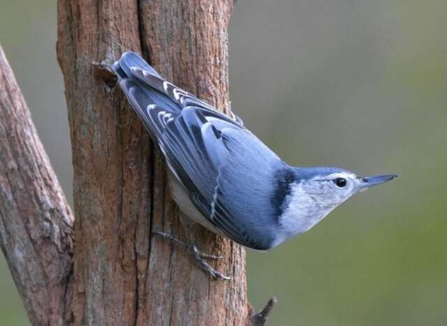 A white-breasted nuthatch walking down a tree.