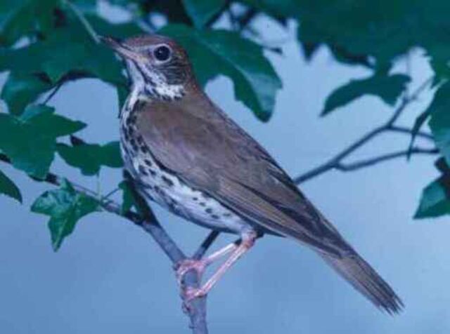 A wood thrush perched on a tree.