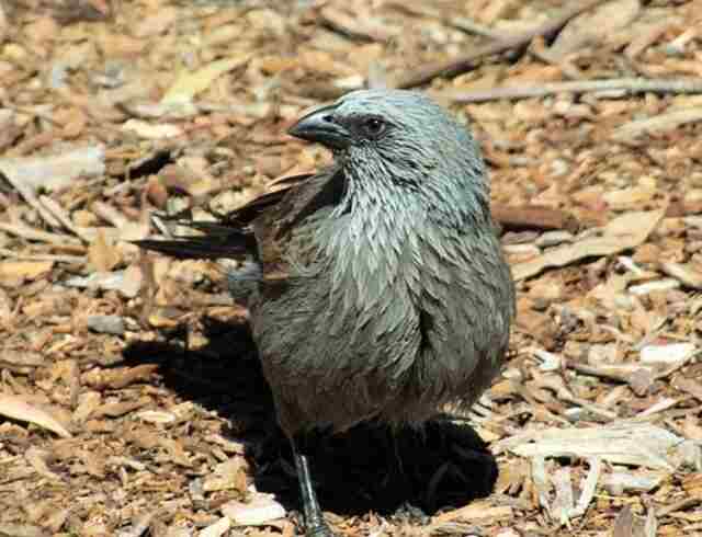 An Apostlebird foraging on the ground.