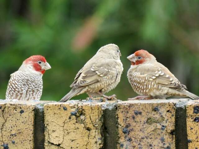 Three red-headed finches perched on a wall.