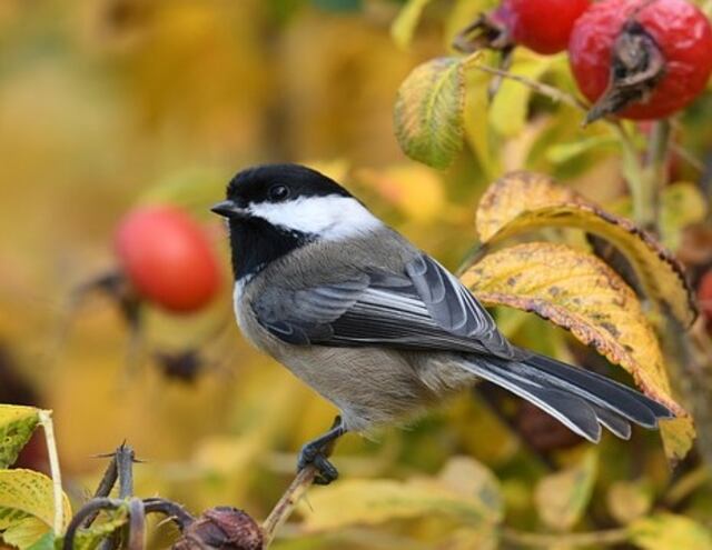 A Black-capped Chickadee perched in a tree.