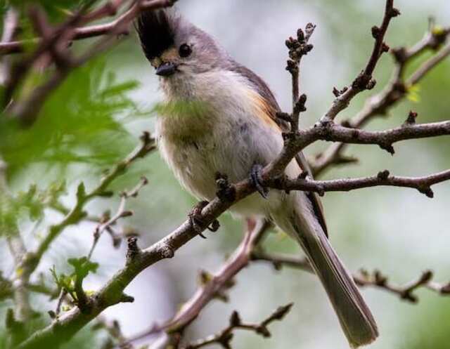 A black-crested titmouse perched on a tree.