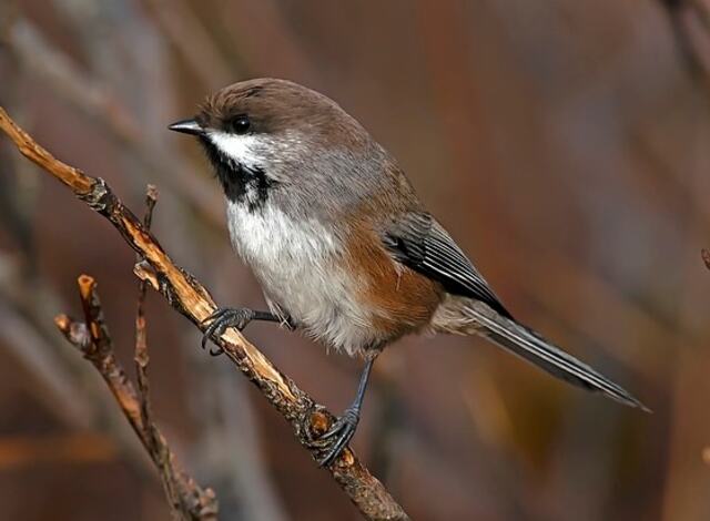 A Boreal Chickadee perched on a branch.