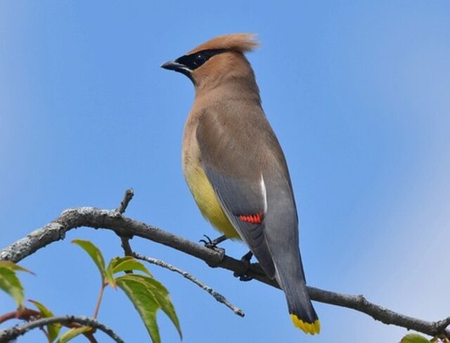 A Cedar Waxwing perched in a tree.