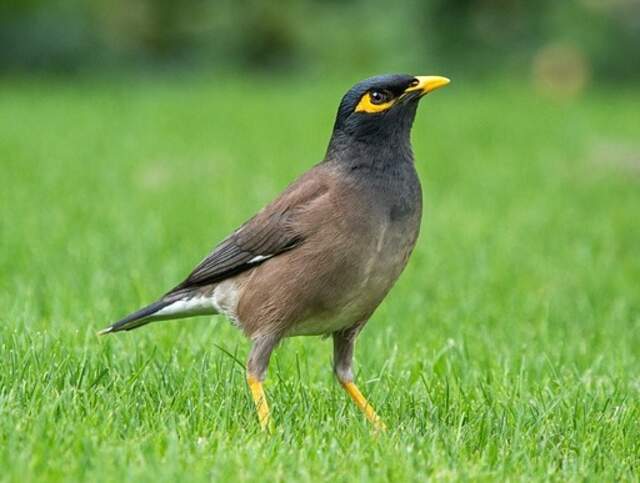 A common myna foraging on a lawn.