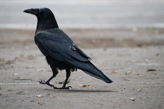 A crow foraging on the ground.