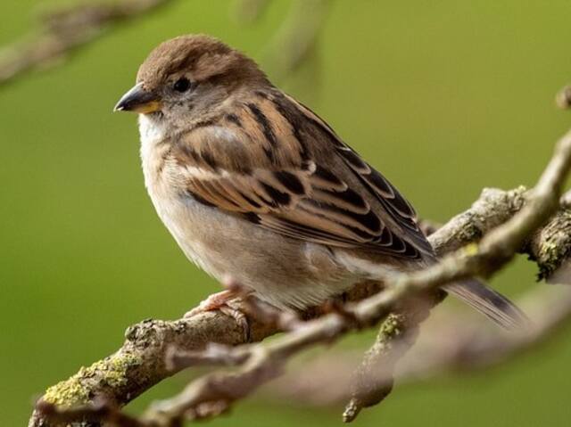 A House Sparrow perched on a tree branch.