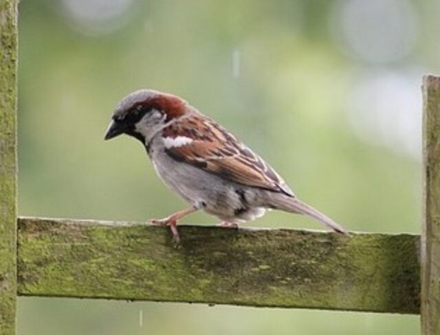 A house sparrow perched on a wood fence.