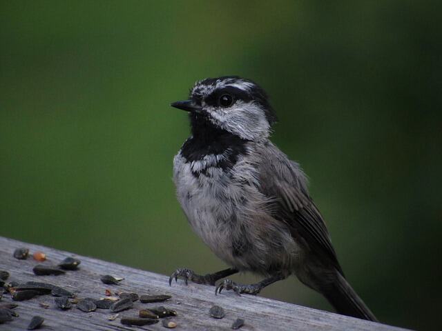 A Mountain Chickadee perched on railing eating sunflower seeds.