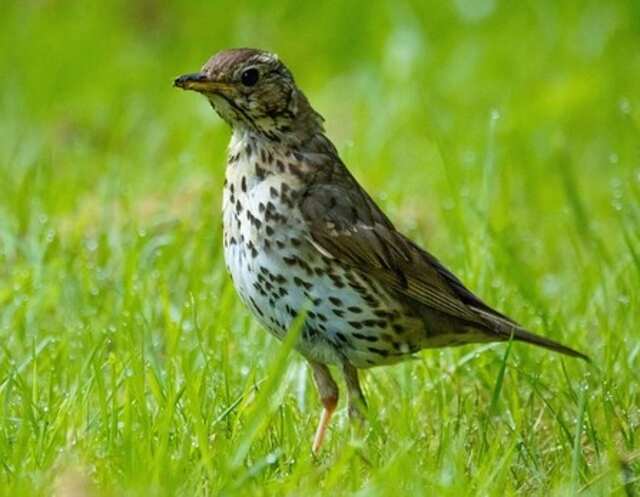 A song thrush foraging for worms on a lawn.