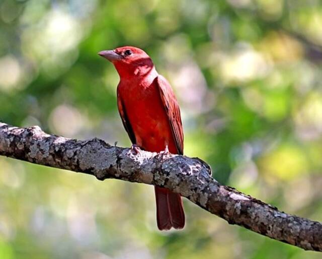 A Summer Tanager perched on a tree.