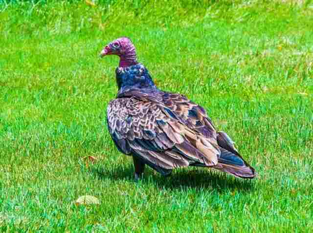 A Turkey Vulture foraging through grass for ticks.