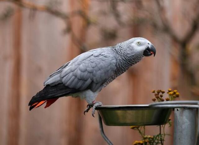 An African Gray parrot about to drink  water.