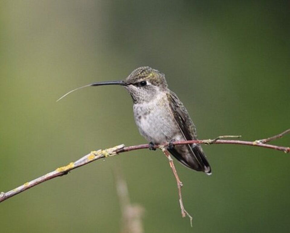 An Annas Hummingbird showing its tongue.