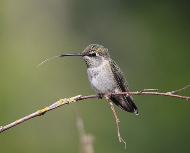 Anna's hummingbird with a long tongue perched on a plant.