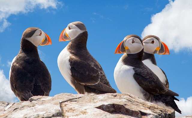 Four Atlantic puffins gathered together.