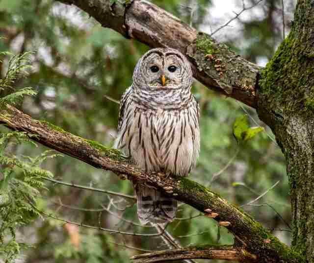 A Barred Owl perched on a tree.