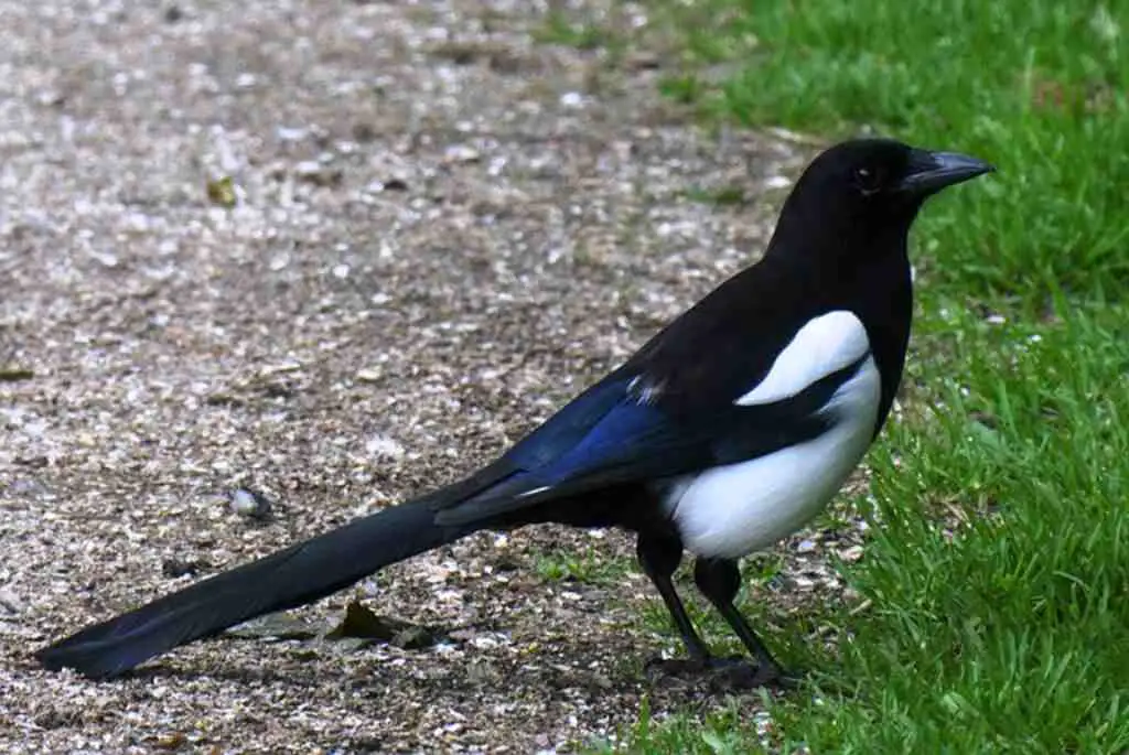A black-billed magpie with a long tail.