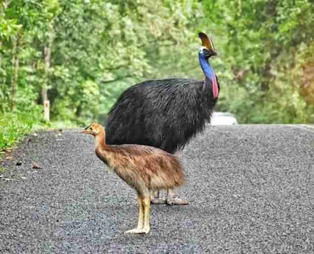 A Cassowary with its chick.
