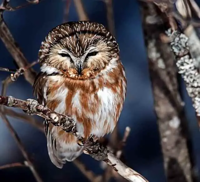 A Northern Saw-Whet Owl perched in a tree.