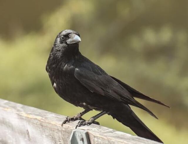 An American crow perched on a wooden fence.