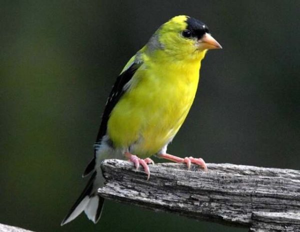Discover Fascinating Facts About the American Goldfinch!