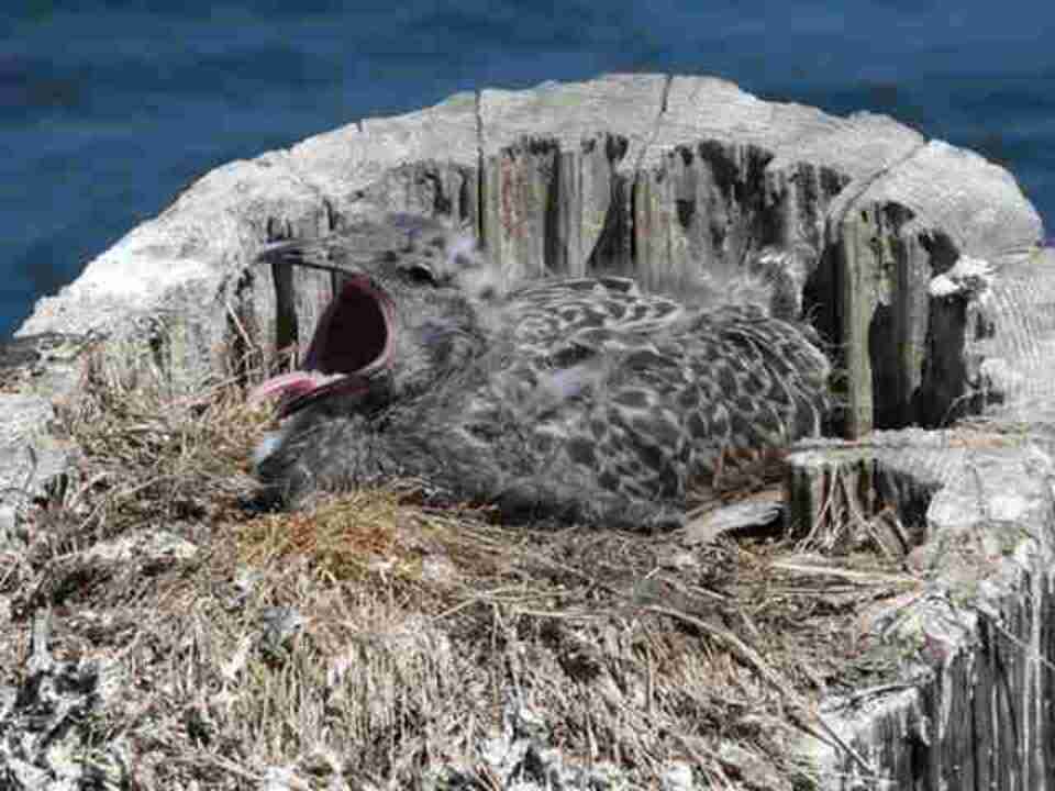 A baby seagull with its mouth open and tongue exposed.