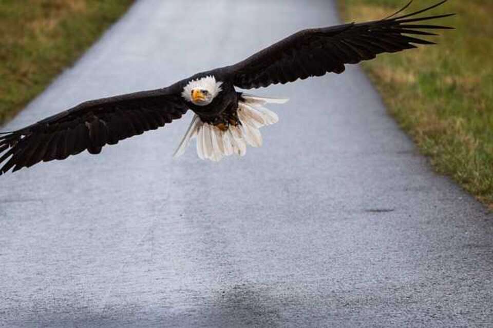 A Bald Eagle flying low to the ground.