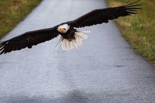 A bald Eagle landing on the ground.