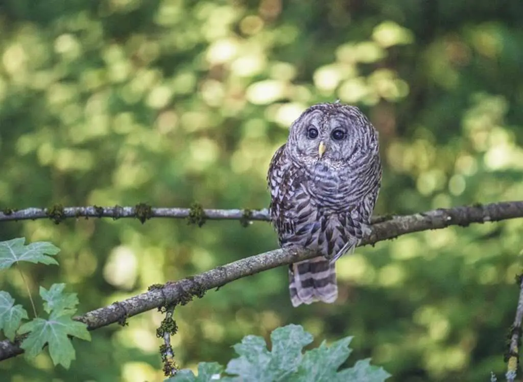 A barred owl perched on a tree.