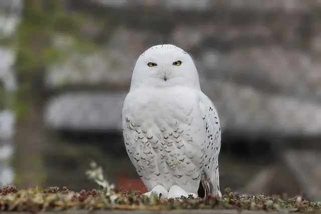 A snowy owl standing on a platform.