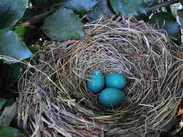 Three blue eggs in a nest.