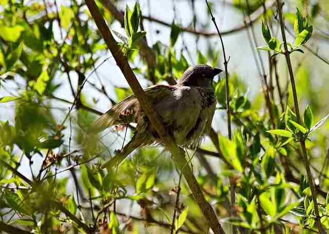 A bird sleeping in a tree.