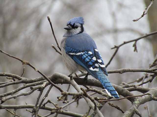 A blue jay perched on a tree in winter.