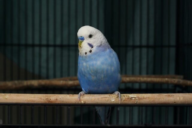 Blue Parakeet Budgie Bird in cage.