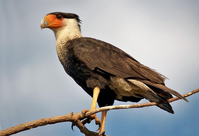 A Crested Caracara perched on a tree branch.