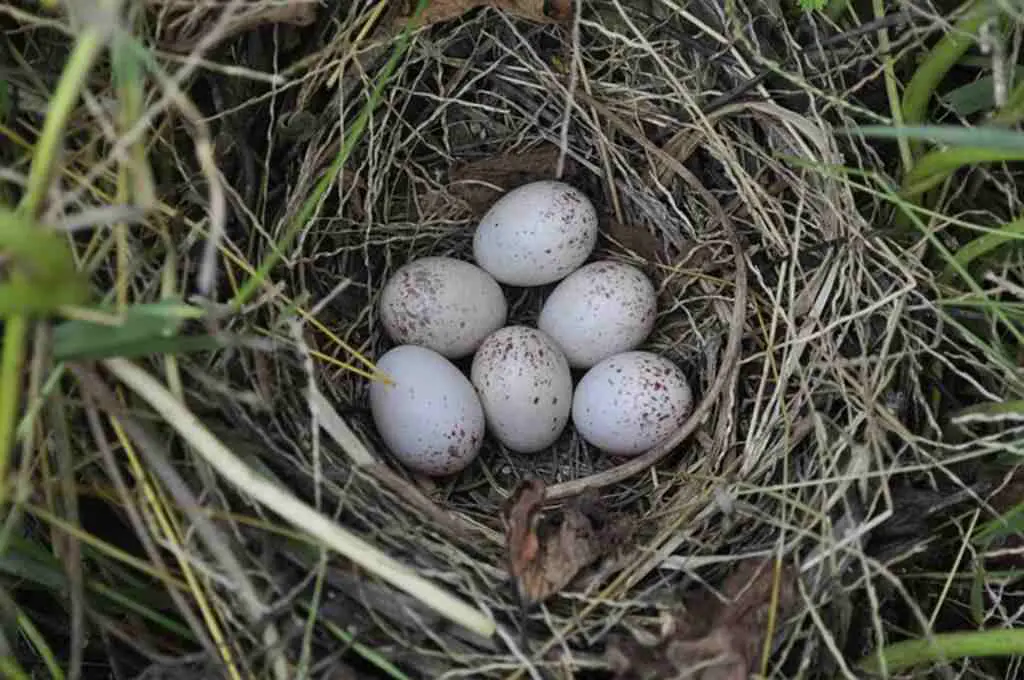 Six white eggs in a nest.
