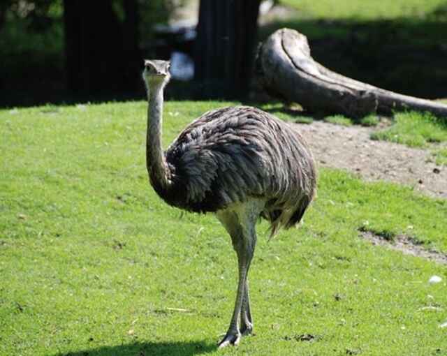 An emu walking around.