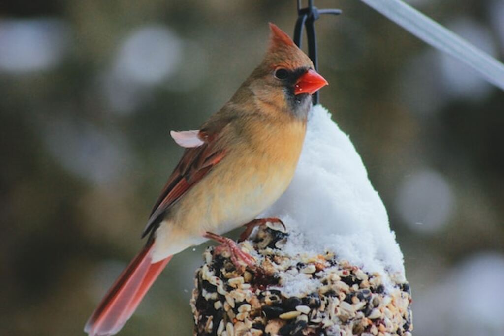 A female cardinal enjoys eating seed from a birdfeeder covered in snow.