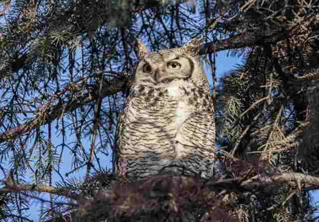 A Great-horned owl perched on a tree.