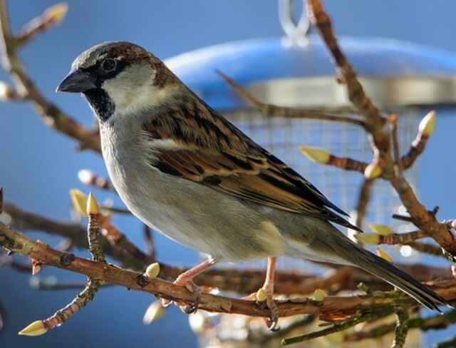 A house sparrow perched on a tree in winter.