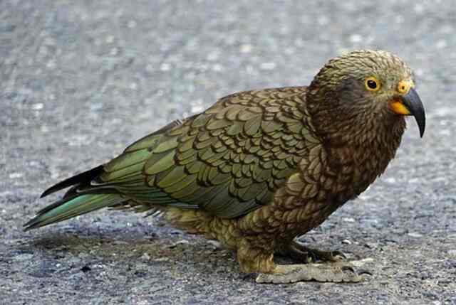 A Kea parrot foraging on the ground.